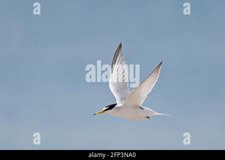 Little Tern im Flug am Ferrybridge-Strand von Kesil, Dorset Stockfoto