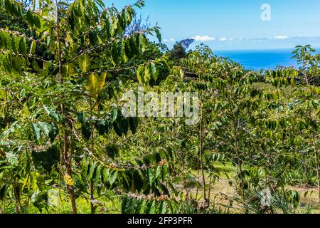 Kaffeebäume am Berghang über dem Pazifischen Ozean, Holualoa, Hawaii, USA Stockfoto