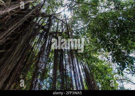 Pfad unter Banyan-Bäumen, der zum Geburtsort von Kamehameha III führt Keauhoa Bay, Kailua-Kona, Hawaii, Hawaii, USA Stockfoto