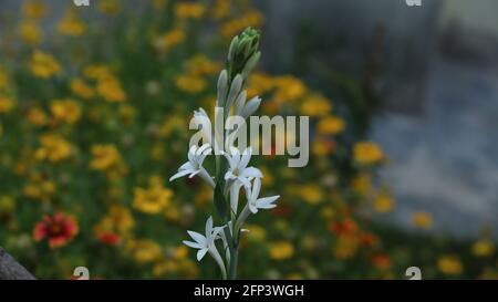 Lilly Blume im Garten Stockfoto