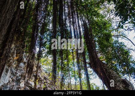 Pfad unter Banyan-Bäumen, der zum Geburtsort von Kamehameha III führt Keauhoa Bay, Kailua-Kona, Hawaii, Hawaii, USA Stockfoto