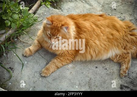 Eine Ingwerkatze, die auf dem Boden liegt. Nahaufnahme. Stockfoto
