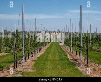 Obstplantage an der Havel in Deutschland Stockfoto