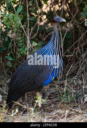 vulturine Perlhuhn Stockfoto