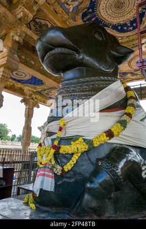 Nandi mandapam (heilige Kuh) am Hindu-Tempel Brihadishvera in der Stadt Thanjavur (Tanjore) in der Region Tamil Nadu im Süden Indiens. Stockfoto