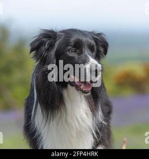 Border Collie Kopf und Schultern Stockfoto