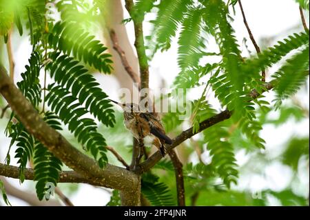 Annas Kolibri ist erwachsen und Jungvögel, im Nest und im Baum 20. Mai 2021 in Los Angeles, Kalifornien. Foto von Jennifer Graylock-Graylock.com 917-519-7666 Stockfoto