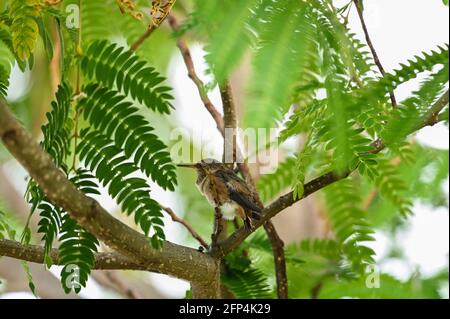 Annas Kolibri ist erwachsen und Jungvögel, im Nest und im Baum 20. Mai 2021 in Los Angeles, Kalifornien. Foto von Jennifer Graylock-Graylock.com 917-519-7666 Stockfoto