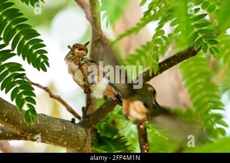 Annas Kolibri ist erwachsen und Jungvögel, im Nest und im Baum 20. Mai 2021 in Los Angeles, Kalifornien. Foto von Jennifer Graylock-Graylock.com 917-519-7666 Stockfoto