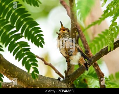 Annas Kolibri ist erwachsen und Jungvögel, im Nest und im Baum 20. Mai 2021 in Los Angeles, Kalifornien. Foto von Jennifer Graylock-Graylock.com 917-519-7666 Stockfoto