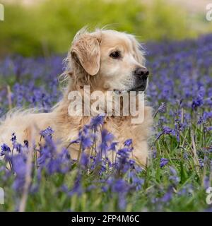 Golden Retriever Hund liegt in Bluebells Stockfoto