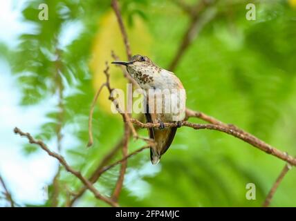 Annas Kolibri ist erwachsen und Jungvögel, im Nest und im Baum 20. Mai 2021 in Los Angeles, Kalifornien. Foto von Jennifer Graylock-Graylock.com 917-519-7666 Stockfoto