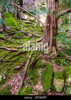 Baum mit freiliegenden Wurzeln, der auf einer felsigen Felswand mit moosbedeckten Felsen wächst. Stockfoto