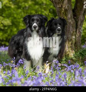 zwei Border collies Stockfoto