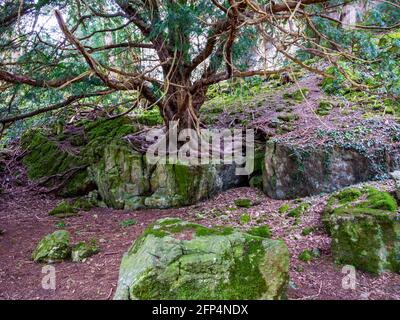 Baum mit freiliegenden Wurzeln, der auf einer felsigen Felswand mit moosbedeckten Felsen wächst. Stockfoto