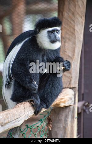 Kolobusaffen am Mount Kenya Wildlife Conservancy Stockfoto