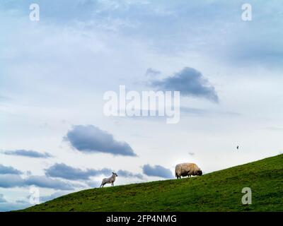 Schafe und neugeborenes Lamm grasen im Frühling auf einem hügeligen Feld mit Himmel und Wolken im Hintergrund. Stockfoto