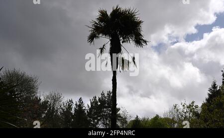 Schöne Palme Silhouette Foto Stockfoto