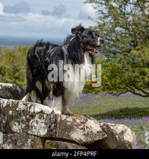 Border Collie steht auf einem Felsen Stockfoto