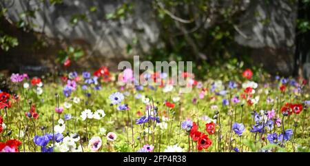 Schöne bunte Blumen, Blumen Hintergrund, Hintergründe, rot, violett, Blau, rosa, weiß, Kartenvorlage, Wildblumen, mohn, Natur, natürliche Welt, Stockfoto