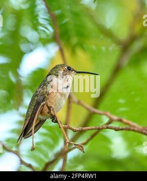 Annas Kolibri ist erwachsen und Jungvögel, im Nest und im Baum 20. Mai 2021 in Los Angeles, Kalifornien. Foto von Jennifer Graylock-Graylock.com 917-519-7666 Stockfoto