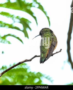 Annas Kolibri ist erwachsen und Jungvögel, im Nest und im Baum 20. Mai 2021 in Los Angeles, Kalifornien. Foto von Jennifer Graylock-Graylock.com 917-519-7666 Stockfoto