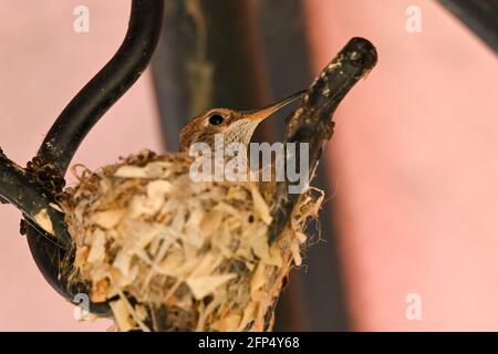 Annas Kolibri ist erwachsen und Jungvögel, im Nest und im Baum 20. Mai 2021 in Los Angeles, Kalifornien. Foto von Jennifer Graylock-Graylock.com 917-519-7666 Stockfoto