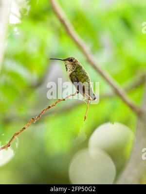 Annas Kolibri ist erwachsen und Jungvögel, im Nest und im Baum 20. Mai 2021 in Los Angeles, Kalifornien. Foto von Jennifer Graylock-Graylock.com 917-519-7666 Stockfoto