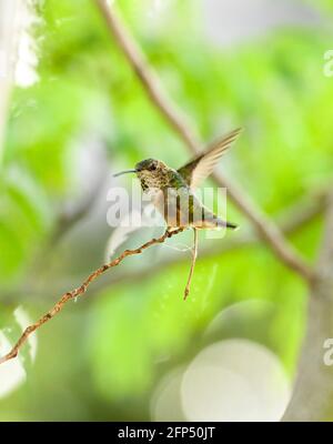 Annas Kolibri ist erwachsen und Jungvögel, im Nest und im Baum 20. Mai 2021 in Los Angeles, Kalifornien. Foto von Jennifer Graylock-Graylock.com 917-519-7666 Stockfoto