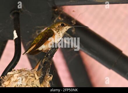 Annas Kolibri ist erwachsen und Jungvögel, im Nest und im Baum 20. Mai 2021 in Los Angeles, Kalifornien. Foto von Jennifer Graylock-Graylock.com 917-519-7666 Stockfoto