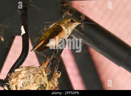 Annas Kolibri ist erwachsen und Jungvögel, im Nest und im Baum 20. Mai 2021 in Los Angeles, Kalifornien. Foto von Jennifer Graylock-Graylock.com 917-519-7666 Stockfoto