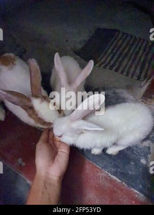 Die schönen Kaninchen Stockfoto
