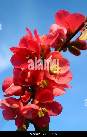 Rote japanische Quitten-Blüten mit zarten Blütenblättern und gelben Staubblättern, Maules Quitten-Zweig, Chaenomeles japonica, rote Frühlingsblumen mit blauem Himmel Stockfoto