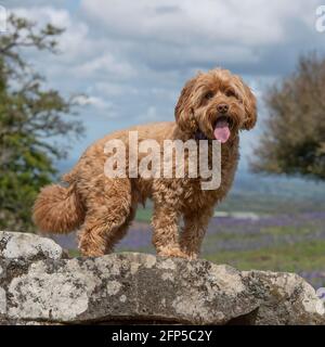 Kakadu steht auf einem Felsen Stockfoto