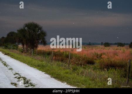 Eine wunderschöne sternenklare Naturlandschaft/Nachtlandschaft der Feuchtgebiete Floridas mit einem Sternschnuppe, der links in der Mitte über der Palme zu sehen ist. Stockfoto