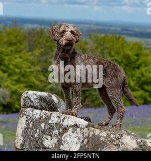 labradoodle auf einem Felsen Stockfoto