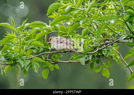 Marschsänger (Acrocephalus palustris) Im Frühjahr in Busch/Strauch gelegen Stockfoto