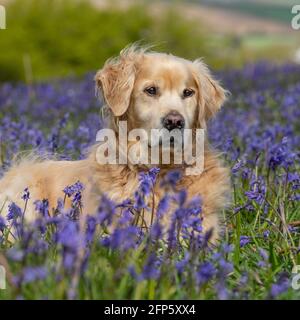 Golden Retriever Hund liegt in Bluebells Stockfoto