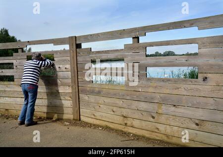 Einreisende Frau, die durch die hölzerne Versteckbarriere des Heiligtums cambridge guckelt england Stockfoto