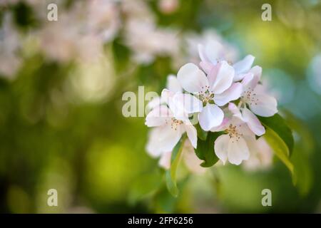 Blühender Quitten-Zweig aus der Nähe auf verschwommenem Hintergrund, April, Stockfoto