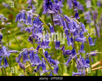 Nahaufnahme von Bluebell-Blüten, die im Frühjahr in einem britischen Wald wachsen. Stockfoto