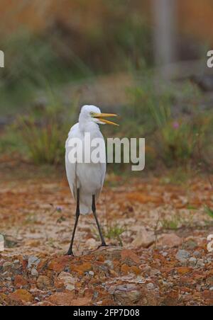 Intermedialer Reiher (Ardea intermedia), gähnender Erwachsener, Sabah, Borneo Januar Stockfoto