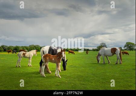 Fohlen mit Stute und anderen Pferden und Nutztieren, die am Frühlingstag auf üppigem, grünem Gras auf offener Weide in Beverley, Yorkshire, Großbritannien grasen. Stockfoto
