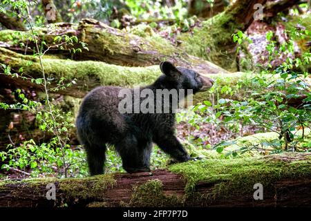 Horizontale Aufnahme eines jungen Schwarzbären aus Smoky Mountains im Frühling. Stockfoto