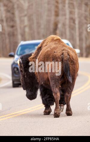 Bull Bison on Road, Elk Island National Park, Alberta, Kanada Stockfoto