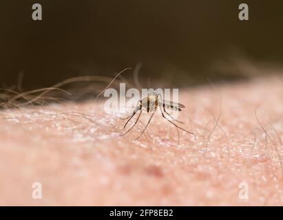 Eine gewöhnliche Hausmücke beißt in den Arm eines Menschen und Saugt Blut Stockfoto