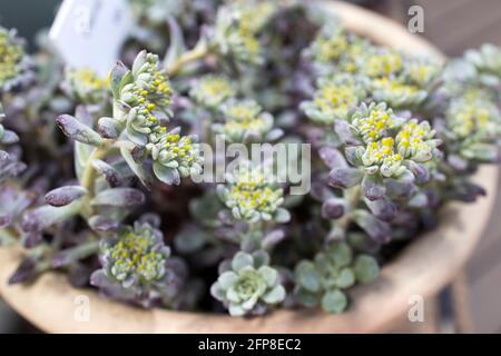 Sedum von blassgrüner Farbe mit gelben Blüten in einem Tontopf. Fragment der Dekoration des Gartens Stockfoto