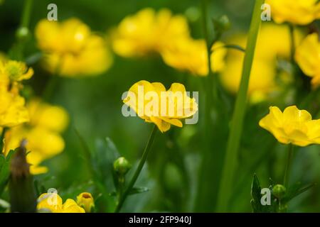 Schleichende Schmetterlingsblüten im Frühling Stockfoto