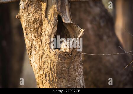 Indian Scopus Owl, Otus bakkamoena, Umred Karhandla Wildlife Sanctuary, Maharashtra, Indien Stockfoto