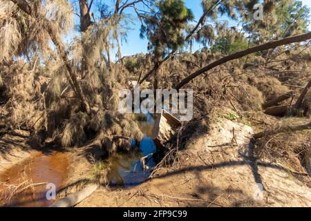 Foto eines kleinen Bootes, das nach einer schweren schweren Aufnahme im Schilf feststeckte Überschwemmungen im Yarramundi Reserve in der Hawkesbury Region von New South Wales in Australien Stockfoto